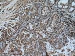 YWHAZ Antibody in Immunohistochemistry (Paraffin) (IHC (P))