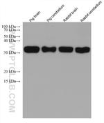 PPT1 Antibody in Western Blot (WB)