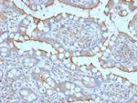 StAR (Steroidogenic Acute Regulator) (Leydig Cell Marker) Antibody in Immunohistochemistry (Paraffin) (IHC (P))