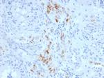 StAR (Steroidogenic Acute Regulator) Antibody in Immunohistochemistry (Paraffin) (IHC (P))