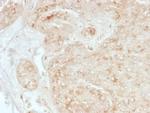 StAR (Steroidogenic Acute Regulator) (Leydig Cell Marker) Antibody in Immunohistochemistry (Paraffin) (IHC (P))