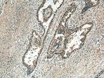 MAP3K7 Antibody in Immunohistochemistry (Paraffin) (IHC (P))