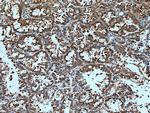 EPRS Antibody in Immunohistochemistry (Paraffin) (IHC (P))