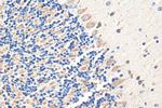 GRIN1 Antibody in Immunohistochemistry (Paraffin) (IHC (P))