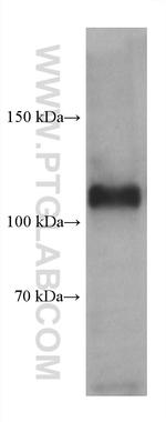 GRIN1 Antibody in Western Blot (WB)