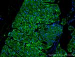 EIF3L Antibody in Immunohistochemistry (PFA fixed) (IHC (PFA))