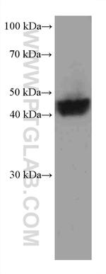 Nectin-4/PVRL4 Antibody in Western Blot (WB)