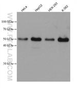 GATA2 Antibody in Western Blot (WB)