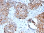 STAT2 Antibody in Immunohistochemistry (Paraffin) (IHC (P))