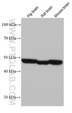 DFNA5 Antibody in Western Blot (WB)