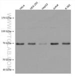 METTL3 Antibody in Western Blot (WB)