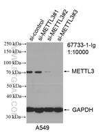 METTL3 Antibody in Western Blot (WB)