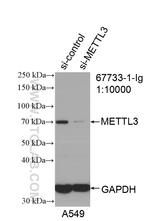 METTL3 Antibody in Western Blot (WB)