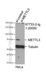 METTL3 Antibody in Western Blot (WB)