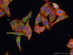 PTGES3 Antibody in Immunocytochemistry (ICC/IF)