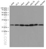 PTGES3 Antibody in Western Blot (WB)