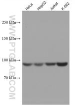 MARS Antibody in Western Blot (WB)