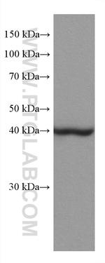 ACADM Antibody in Western Blot (WB)