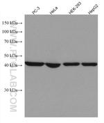 ACADM Antibody in Western Blot (WB)