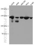 PTPN14 Antibody in Western Blot (WB)