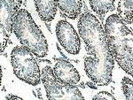 EED Antibody in Immunohistochemistry (Paraffin) (IHC (P))