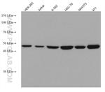 TRIP13 Antibody in Western Blot (WB)