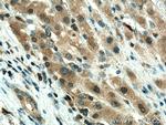 GPX4 Antibody in Immunohistochemistry (Paraffin) (IHC (P))