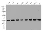 GPX4 Antibody in Western Blot (WB)