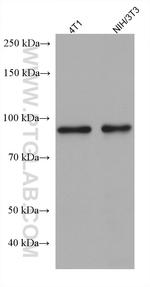 ADARB1 Antibody in Western Blot (WB)