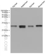 SAR1B Antibody in Western Blot (WB)