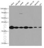 GOLPH3 Antibody in Western Blot (WB)