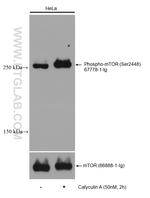 Phospho-mTOR (Ser2448) Antibody in Western Blot (WB)