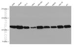 AHR Antibody in Western Blot (WB)