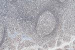 IFI16 Antibody in Immunohistochemistry (Paraffin) (IHC (P))