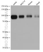 IFI16 Antibody in Western Blot (WB)