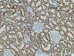 AIF Antibody in Immunohistochemistry (Paraffin) (IHC (P))