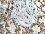 AIF Antibody in Immunohistochemistry (Paraffin) (IHC (P))