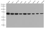 AIF Antibody in Western Blot (WB)