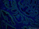 CNOT4 Antibody in Immunohistochemistry (Paraffin) (IHC (P))