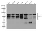 CNOT4 Antibody in Western Blot (WB)