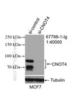 CNOT4 Antibody in Western Blot (WB)