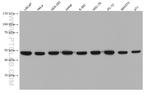 EIF4A2 Antibody in Western Blot (WB)