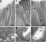 Leptin Antibody in Immunomicroscopy (IM)