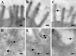 Leptin Antibody in Immunomicroscopy (IM)