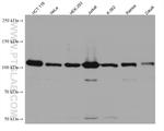 USP11 Antibody in Western Blot (WB)