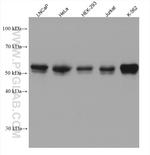 PKMYT1 Antibody in Western Blot (WB)