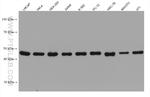 SMCR7L Antibody in Western Blot (WB)