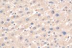 PPP2CA Antibody in Immunohistochemistry (Paraffin) (IHC (P))