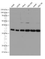 PPP2CA Antibody in Western Blot (WB)