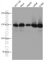 LARP1 Antibody in Western Blot (WB)